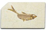 Detailed Fossil Fish (Knightia) - Wyoming #345393-1